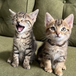 Meet your Posher, Kate